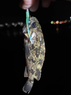 タケノコメバルの釣果