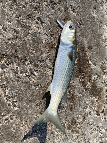ボラの釣果