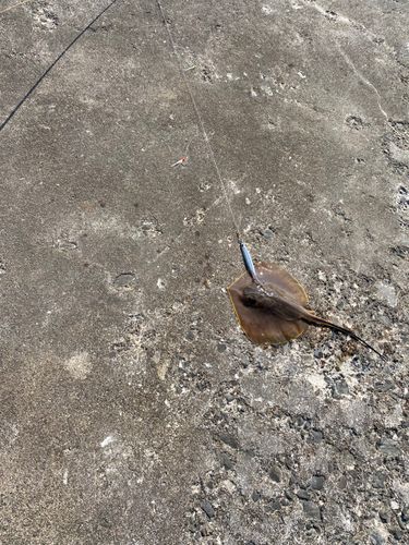 エイの釣果