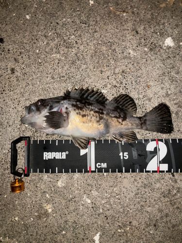 ソイの釣果