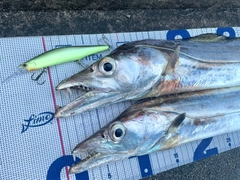 テンジクタチの釣果