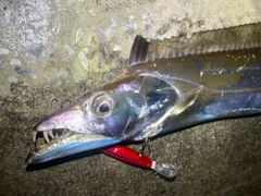 テンジクタチの釣果