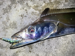 テンジクタチの釣果