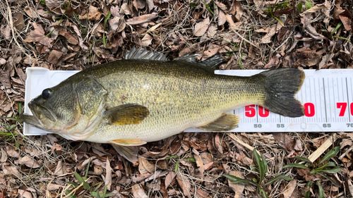 ブラックバスの釣果