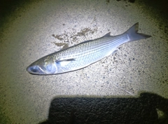 ボラの釣果