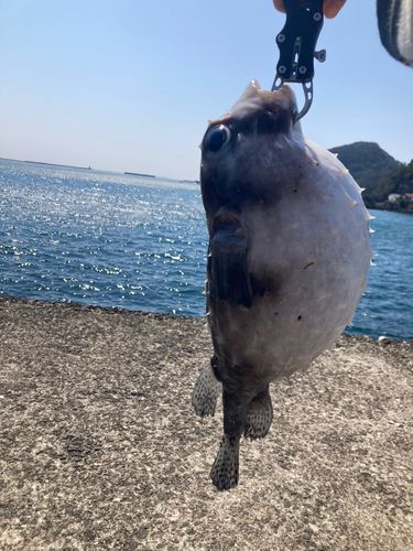 ハリセンボンの釣果