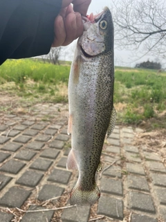 ニジマスの釣果