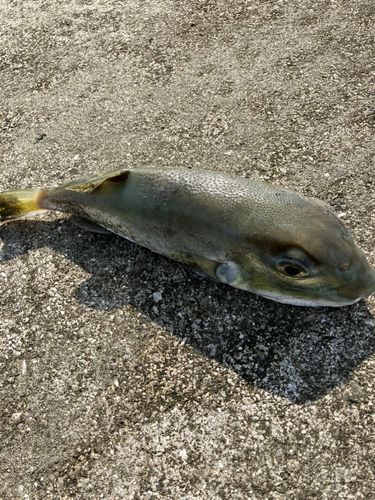 フグの釣果