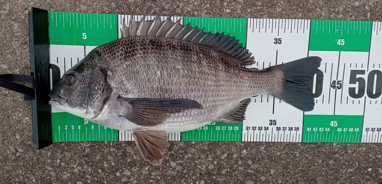 SHIMANO 20エクスセンス MB S96ML-6の最安値・インプレ・釣果