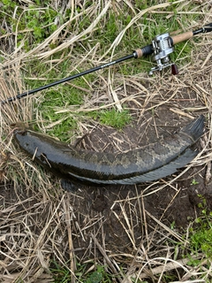 スネークヘッドの釣果