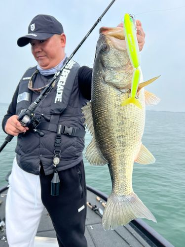 ブラックバスの釣果