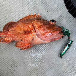 ウッカリカサゴ