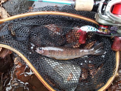 イワナの釣果
