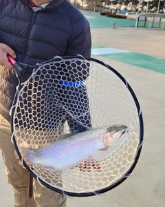 ニジマスの釣果