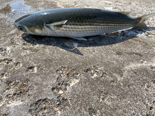 ボラの釣果