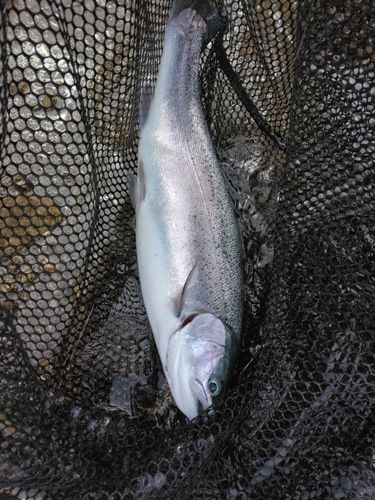 ニジマスの釣果