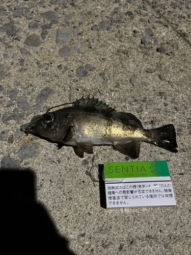 メバルの釣果