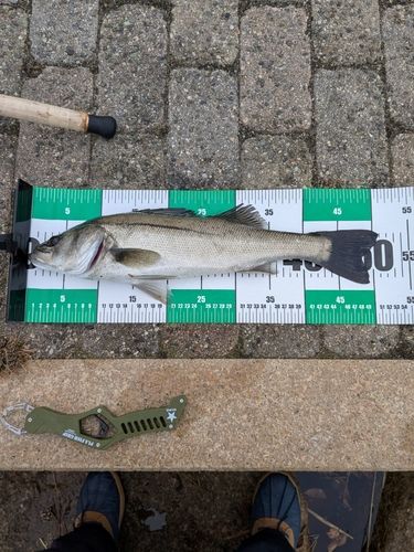 ハネ（マルスズキ）の釣果