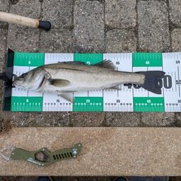 ハネ（マルスズキ）