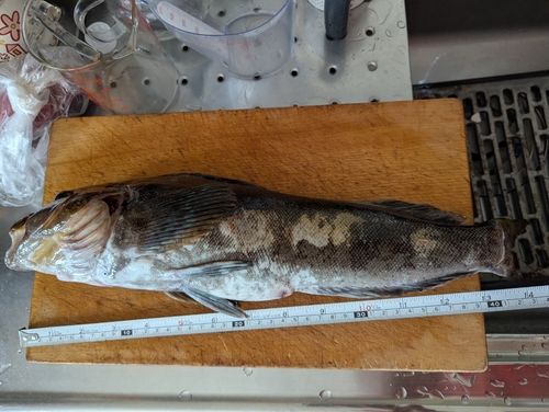 ホッケの釣果