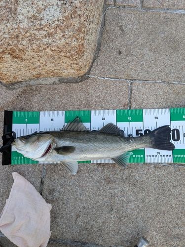 ハネ（マルスズキ）の釣果