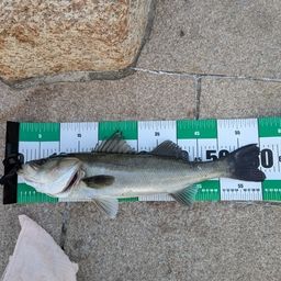 ハネ（マルスズキ）