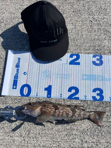 アイナメの釣果