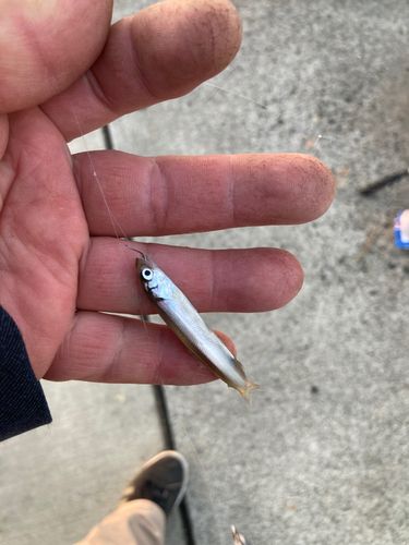 チアユの釣果