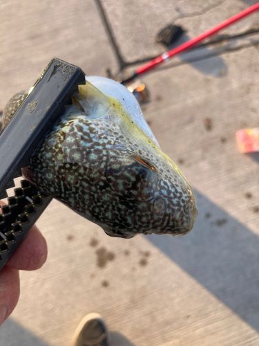 クサフグの釣果