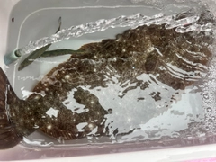 ヒラメの釣果