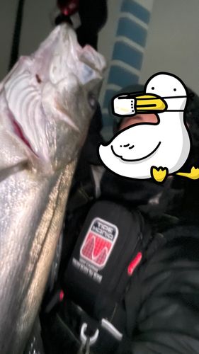スズキの釣果