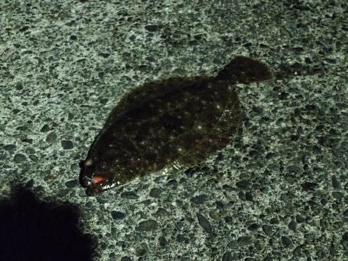 ヒラメの釣果