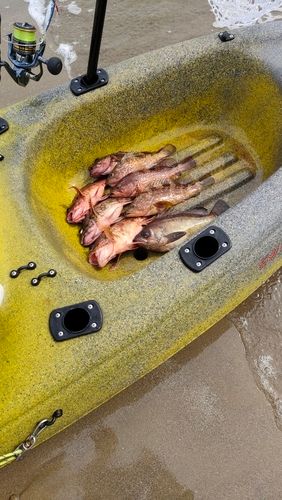 ウッカリカサゴの釣果