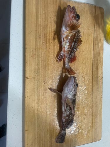 ガシラの釣果
