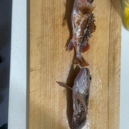 ガシラ