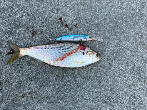 コノシロの釣果