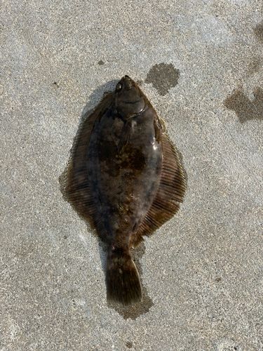 マコガレイの釣果