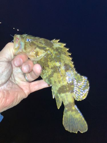 タケノコメバルの釣果