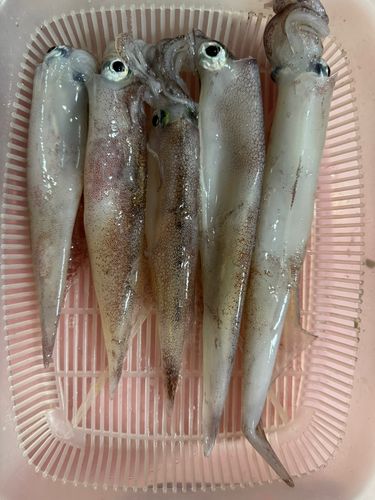 ヤリイカの釣果
