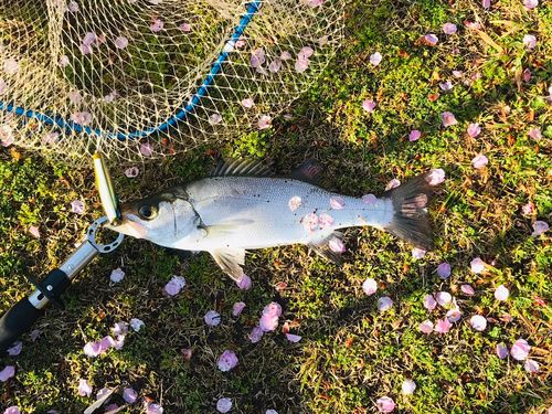 セイゴ（マルスズキ）の釣果