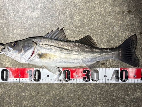 フッコ（マルスズキ）の釣果