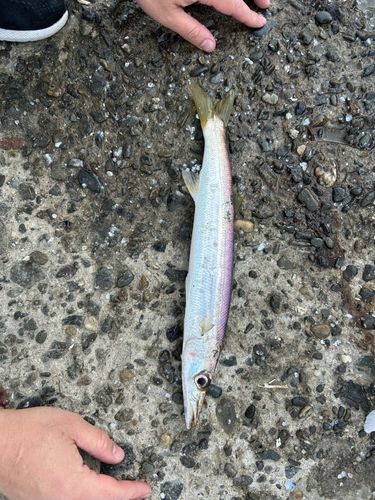 アカカマスの釣果