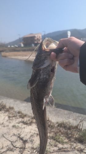 ナマズの釣果