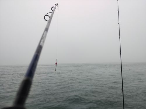 セイゴ（マルスズキ）の釣果