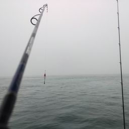 セイゴ（マルスズキ）