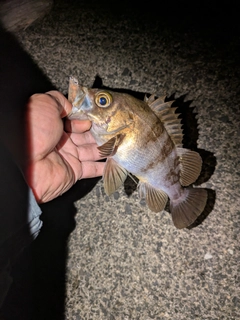 シロメバルの釣果