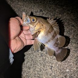 シロメバル