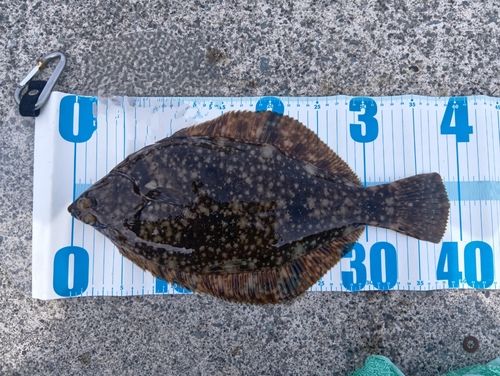 マコガレイの釣果