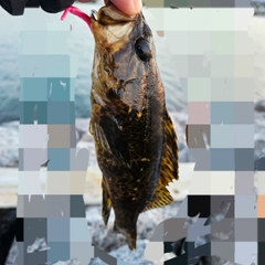 タケノコメバルの釣果