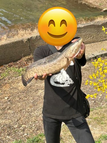 ライギョの釣果